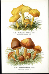 Antique mushroom print