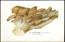 Antique mushroom print