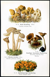 Antique mushroom print