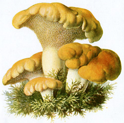 Antique mushroom print