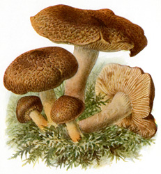Antique mushroom print