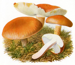 Antique mushroom print