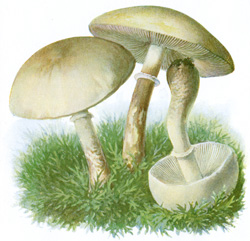 Antique mushroom print