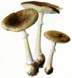 Antique mushroom print