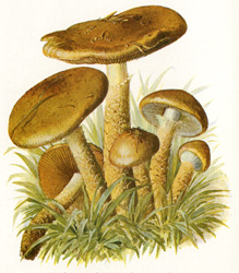 Antique mushroom print