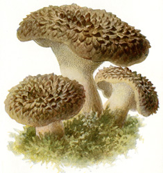 Antique mushroom print