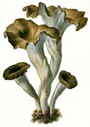 Antique mushroom print