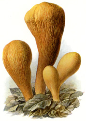 Antique mushroom print