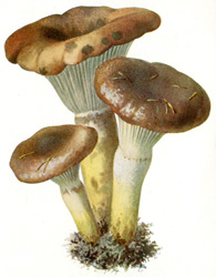 Antique mushroom print