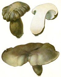 Antique mushroom print