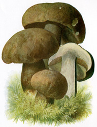 Antique mushroom print