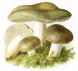 Antique mushroom print