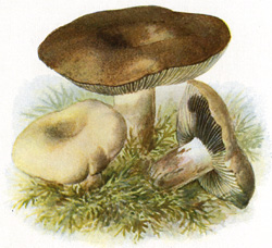 Antique mushroom print