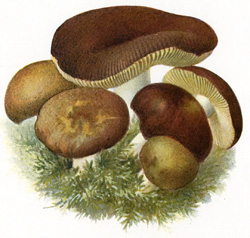 Antique mushroom print