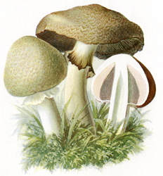 Antique mushroom print