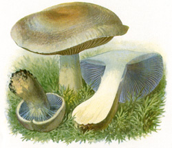 Antique mushroom print