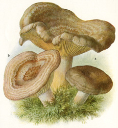 Antique mushroom print