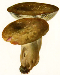 Antique mushroom print