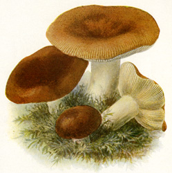 Antique mushroom print