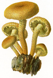 Antique mushroom print