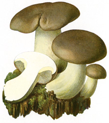 Antique mushroom print