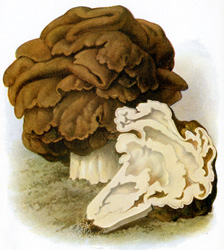 Antique mushroom print