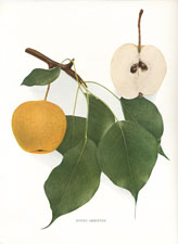 Pyrus Serotina