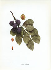 Black Bullace