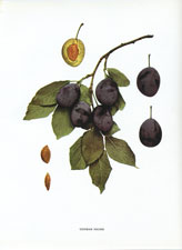 German Prune