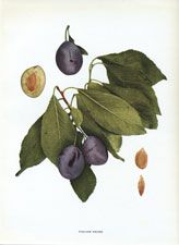 Italian Prune