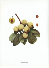 White Bullace