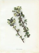 Prunus mahaleb