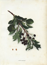 Prunus mahaleb