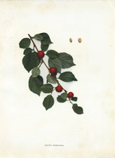 Prunus tomentosa