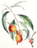 Large, beautiful hand-colored restrike engravings of fruit by Poiteau