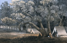 A Cottonwood Grove