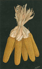 EARS OF CORN