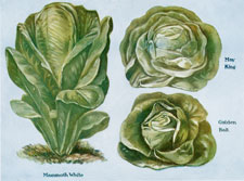 LETTUCES