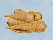 PARSNIP