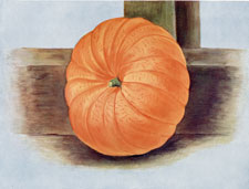 MAMMOTH GOURD (OR PUMPKIN)