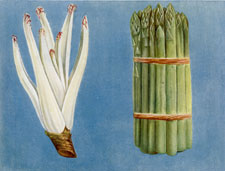 SEAKALE, ASPARAGUS