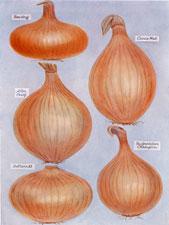 Onions