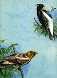 Bobolink (Summer and Early Spring)