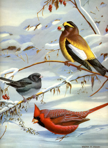 Evening Grosbeack, Slate-colored Junco, Cardinal