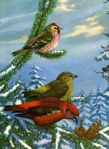 Redpoll, American Crossbill (Male and Female)