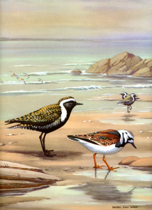 Golden Plover, Ruddy Turnstone