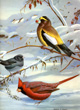 Walter A Weber bird prints circa 1930s