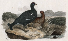 Black Grouse