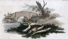 Gudgeons