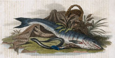 Lamprey & Salmon